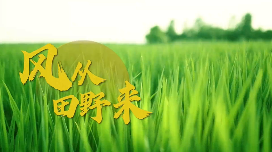 风从田野来